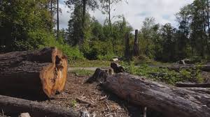 Best Tree Cabling and Bracing  in Marysville, KS