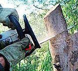Best Tree Trimming and Pruning  in Marysville, KS