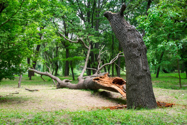  Marysville, KS Tree Care Pros