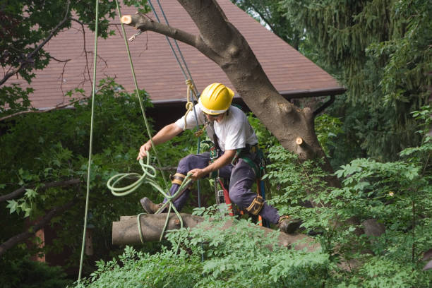 Best Leaf Removal  in Marysville, KS