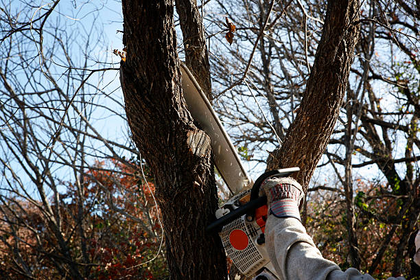 Best Lawn Maintenance Plans  in Marysville, KS