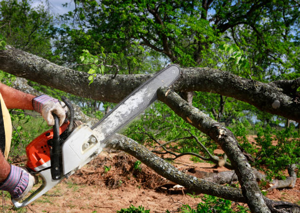 Best Tree Preservation Services  in Marysville, KS